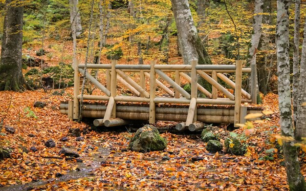 Puente de madera en el Parque Nacional Yedigoller Turquía