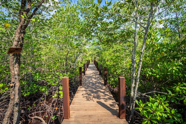 Puente de madera a pie en el bosque manglar