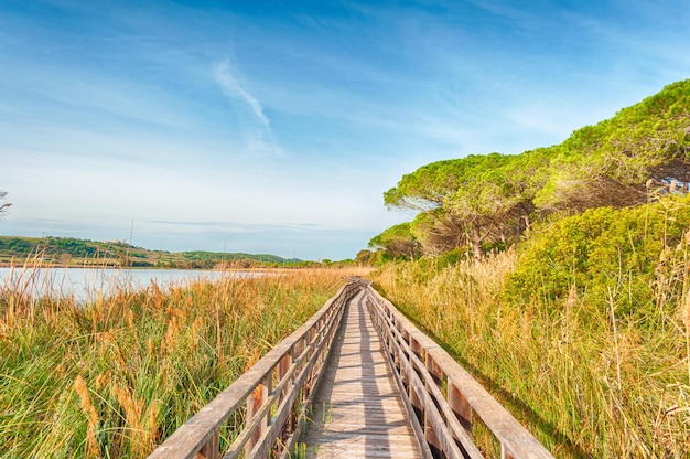 Puente de madera en plena naturaleza