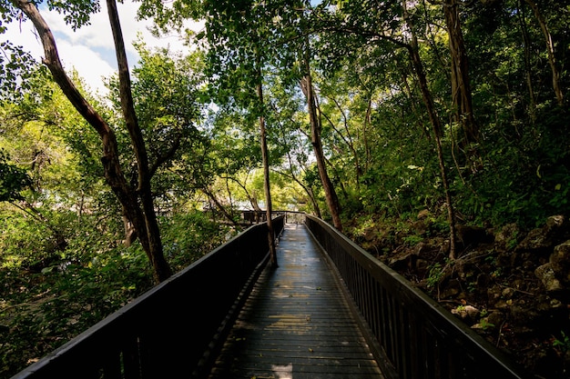 Puente de madera que lleva a la naturaleza