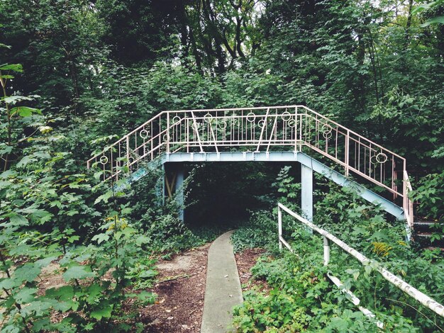 Puente peatonal en el bosque