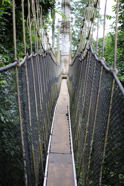 Foto puente peatonal en el bosque