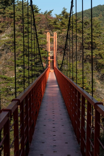 Foto puente peatonal en el bosque