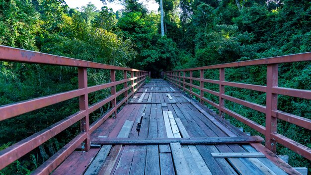 Foto puente peatonal en el bosque