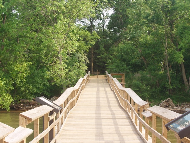 Puente peatonal contra los árboles