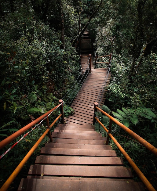 Puente peatonal de madera sobre árboles en el bosque