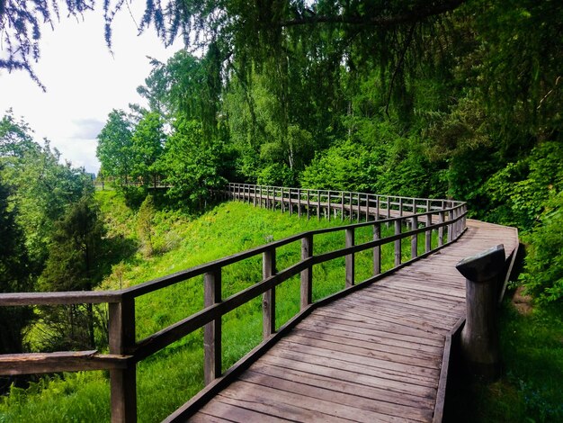 Puente peatonal de madera vacío en medio de árboles en el bosque