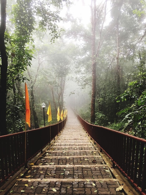 Foto puente peatonal en medio de árboles en el bosque