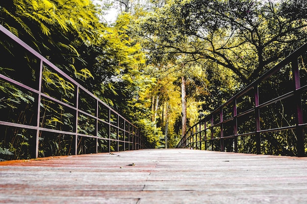 Foto puente peatonal en medio de los árboles contra el cielo