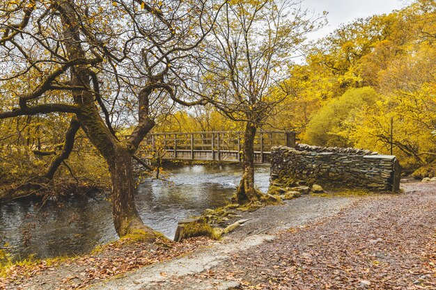 Puente sobre un arroyo en la madera, escena de otoño