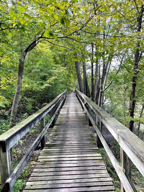 Puente sobre un río en el bosque