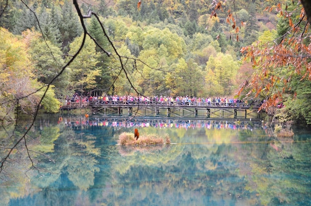 Foto puente sobre un río en el bosque