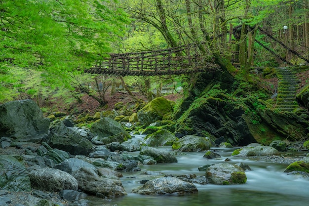 Un puente sobre un río en el bosque.