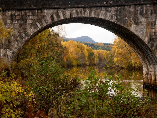 Foto puente sobre el río contra los árboles en el bosque