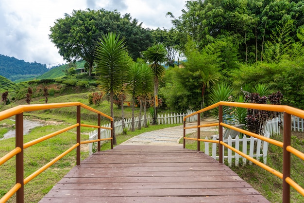 Un puente sobre un río de montaña hasta el valle del té de Cameron. Belleza de la vida silvestre en Malasia