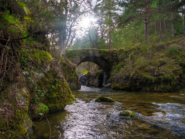 puente sobre el río natural en el parque