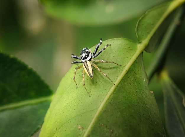 El puente twostriped o Telamonia dimidiata en hoja verde