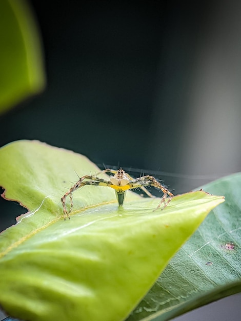 El puente twostriped o Telamonia dimidiata en hoja verde