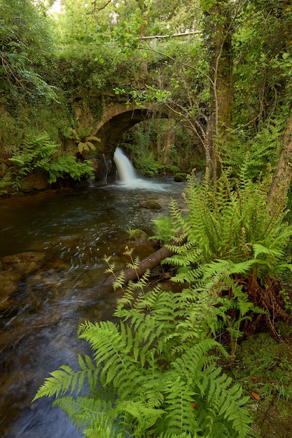 Foto puente viejo sobre un pequeño río llamado o peilan, en la zona de galicia, españa.