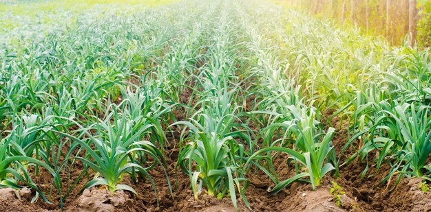 Puerro que crece en el campo. Agricultura