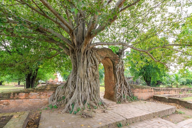 Puerta antigua de la ensenada del tiempo por la raíz del árbol en el templo de Wat Phra Ngam Ayutthaya