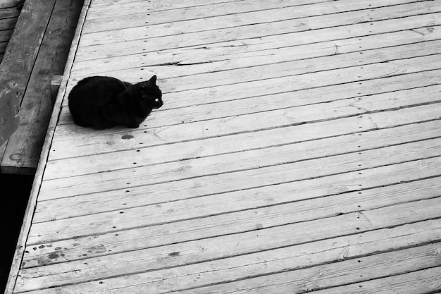 En la puerta de la casa vieja sentado gato negro en la puerta cerrada El viejo porche en blanco y negro