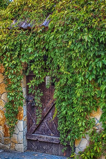 Puerta de madera con hojas verdes Muro de hojas verdes y madera vieja