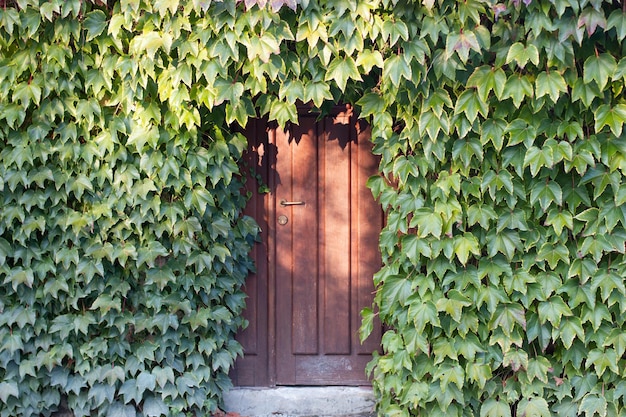 Puerta marron de madera envuelta por hojas verdes em toda la fachada