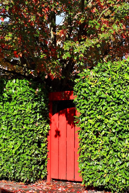 Puerta roja en pared verde