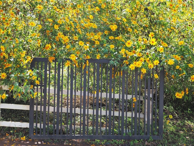 Puerta rústica vintage negra y girasoles mexicanos amarillos sobre valla de madera blanca en el jardín de verano Fondo natural