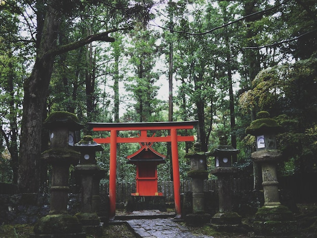 Foto puerta de torii en medio de los árboles