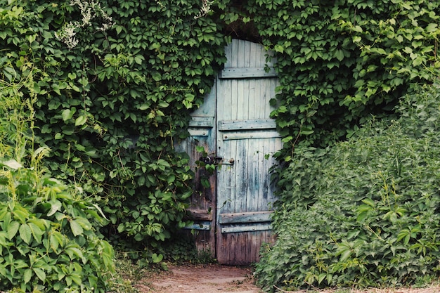 Foto una puerta vintage con hiedra cubierta