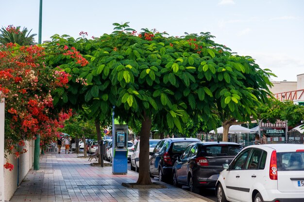 Puerto de la Cruz, España - árbol verde colorido en la calle