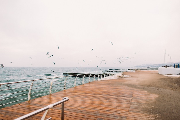 Foto puerto marítimo con gaviotas