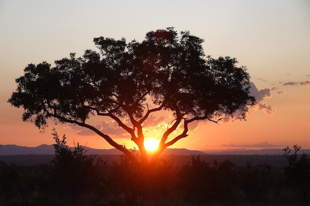Foto puesta de sol de áfrica