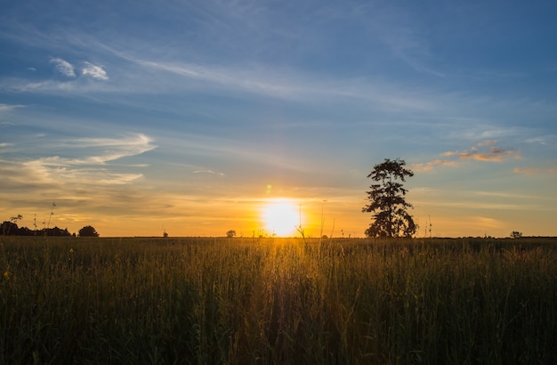 puesta de sol con árbol en el campo