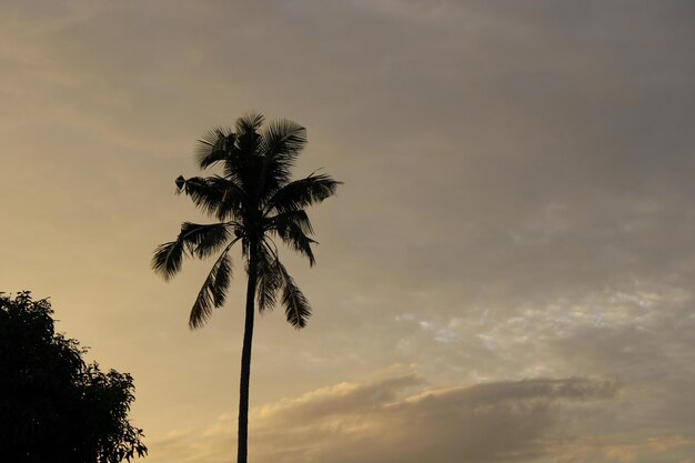 Foto la puesta de sol con el árbol de coco