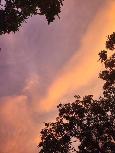 Una puesta de sol con un árbol y una lámpara de calle en primer plano.