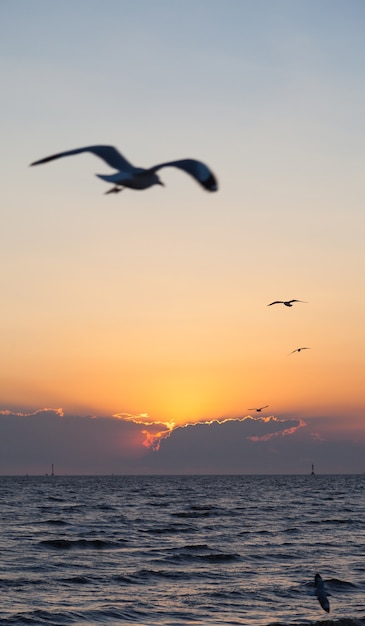 Puesta de sol. Y bandadas