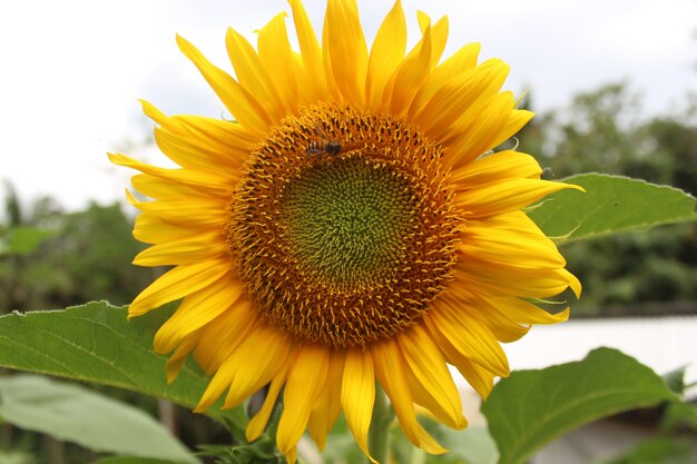 Puesta de sol de belleza de paisaje de verano sobre campo de girasoles