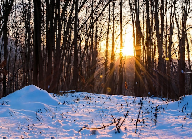 Puesta de sol en el bosque entre cepas de árboles.