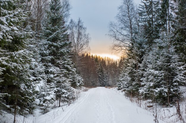 Puesta de sol en el bosque de invierno. El camino está entre árboles cubiertos de nieve. Foto de alta calidad