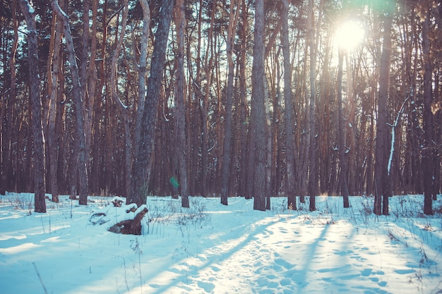 Puesta de sol en un bosque de invierno. Paisaje nevado