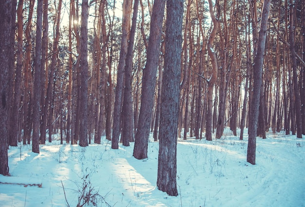 Puesta de sol en un bosque de invierno. Paisaje nevado