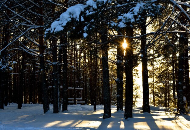 puesta de sol en el bosque de invierno