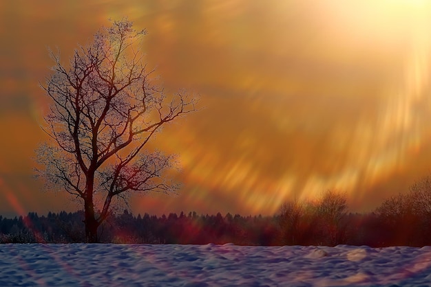 La puesta de sol en el bosque de invierno