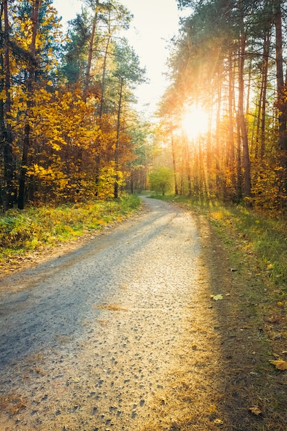 Puesta de sol en el bosque de otoño. Paisaje de la naturaleza