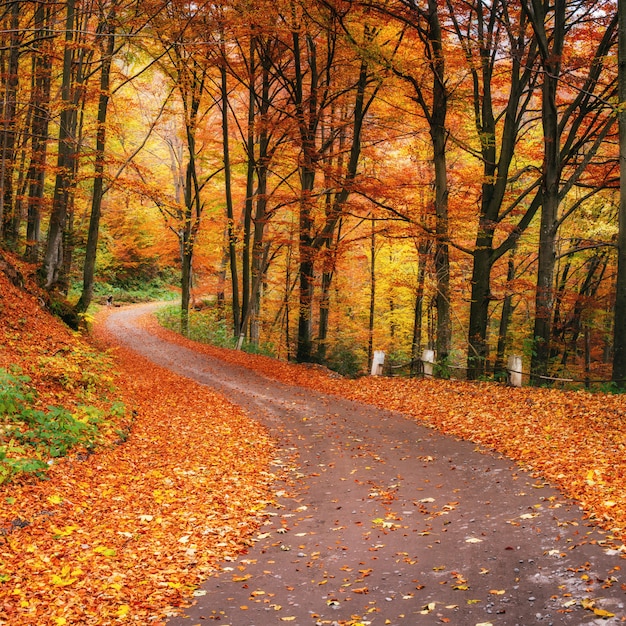 Puesta de sol en el bosque de otoño