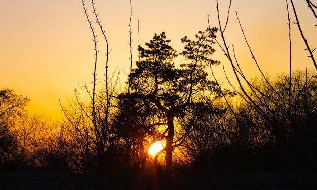 Puesta de sol en un bosque de pinos Siluetas de troncos de abeto negro oscuro en la luz natural del sol de un cielo dramático colorido brillante Bosque de coníferas soleado