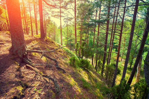 Puesta de sol en el bosque de pinos